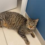 Picture of cat lost at Laize