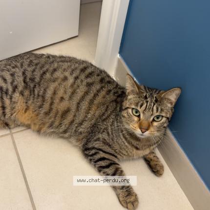 Photo 1/1 Oliver Chat lost in Laize