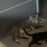 Picture of cat lost at Saint Benigne