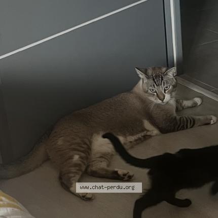 Photo 1/1 Rio Chat lost in Saint benigne