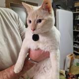 Picture of cat found at Clavette