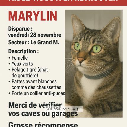 Photo 1/1 Maryline Chat lost in Montpellier