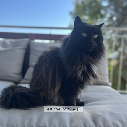 Foto einer verlorenen Katze in Pully