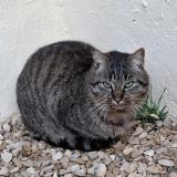 Picture of cat found at Grandchamp