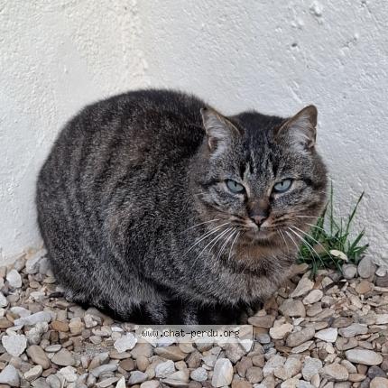 Photo 1/1 Found cat Found in Grandchamp