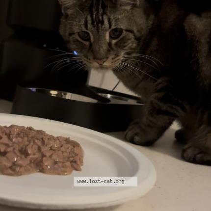 Photo 1/1 Reunited cat Found in Edmond