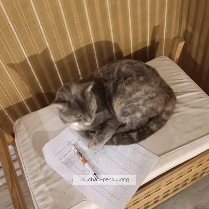 Photo 1/1 Twixie Chat lost in Blangy tronville