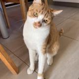 Picture of cat lost at Couzeix