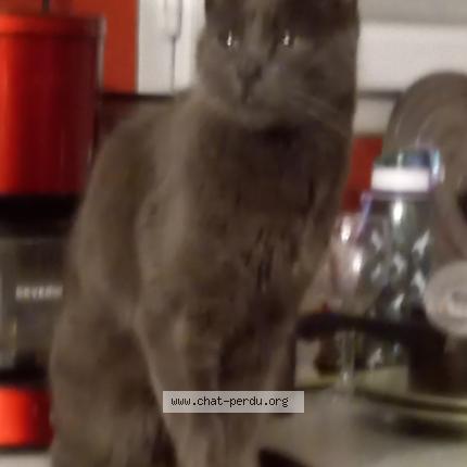 Photo 1/1 Mimi Chat lost in Port sur saone