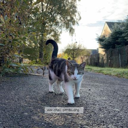 Photo 1/1 Alain J Chat lost in Plesse