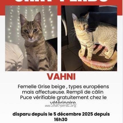 Photo 1/1 Vahni Chat lost in Nozay