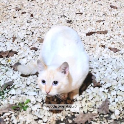 Photo 1/1 Found cat Found in Boucoiran et nozieres