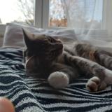 Picture of cat lost at Bruxelles