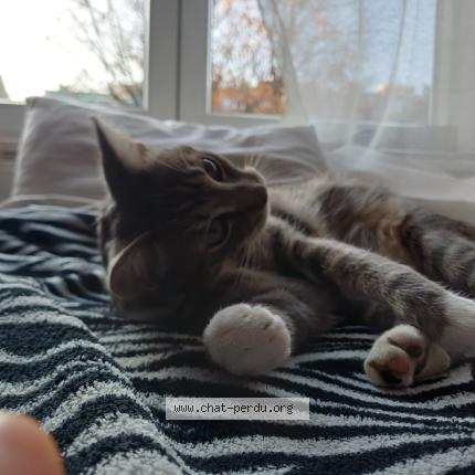 Photo 1/1 Jinx Chat lost in Bruxelles