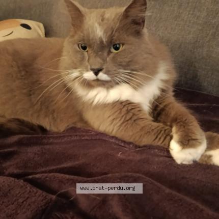 Photo 1/1 Titi Chat lost in Luriecq