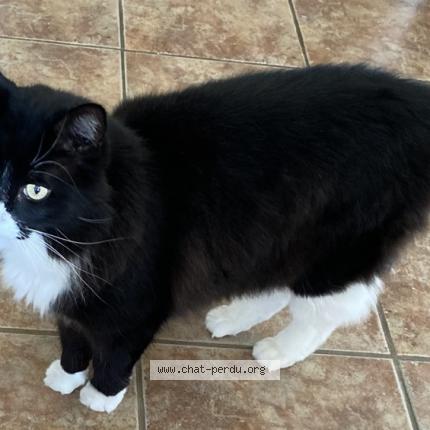 Photo 1/1 Sylvestre Chat lost in Laval