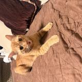 Picture of cat lost at Hurst