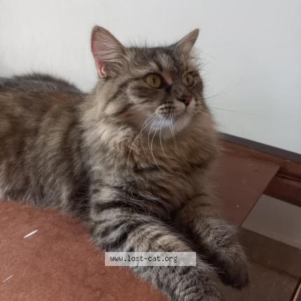 Photo 1/1 Mimi Chat lost in Islamabad