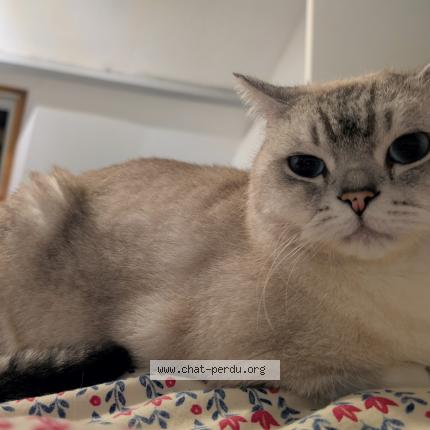 Photo 1/1 Erick Adam Chat lost in Lisors