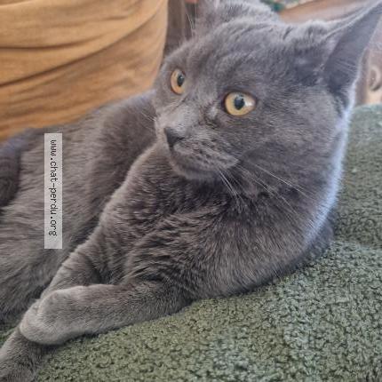 Photo 1/1 Cajou Chat lost in Dreux