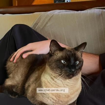 Photo 1/1 Nando Chat lost in Montagnac la crempse