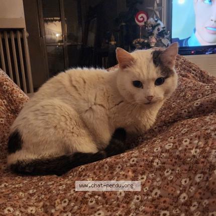 Photo 1/1 Snow Chat lost in Rochefort