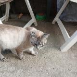 Picture of cat found at St Jean Pla De Corts