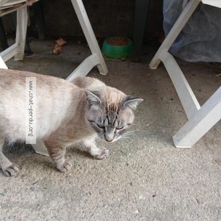 Photo 1/1 Found cat Found in St jean pla de corts