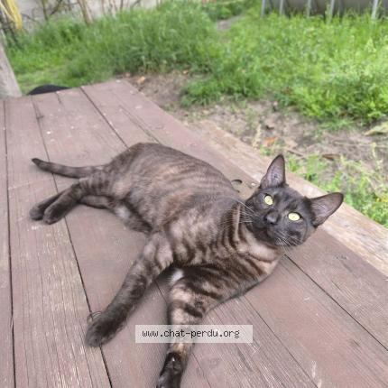 Photo 1/1 Taro Chat lost in Aigues mortes