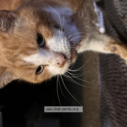 Photo 1/1 Found cat Found in Saint pierre de cheville