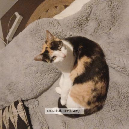 Photo 1/1 Savanne Chat lost in Anglars st felix