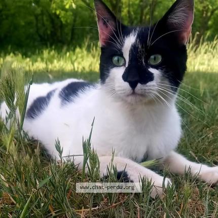 Photo 1/1 Gus Chat lost in Orgon