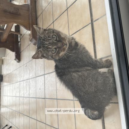 Photo 1/1 Found cat Found in Plouha