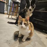 Picture of cat found at Aiguillon 47190