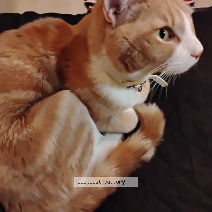 Photo 1/1 Found cat Found in Paterson