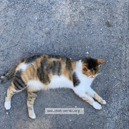 Photo 1/2 Nasa Chat lost in Le gua