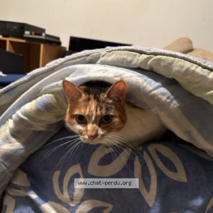 Photo 2/2 Nasa Chat lost in Le gua