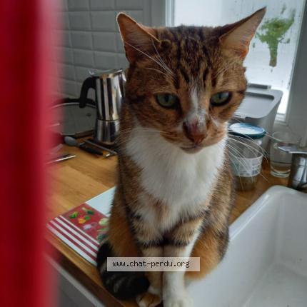 Photo 1/1 Titou Chat lost in Clermont ferrand