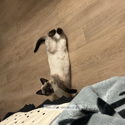 Photo 1/1 Zafira Chat lost in Pau