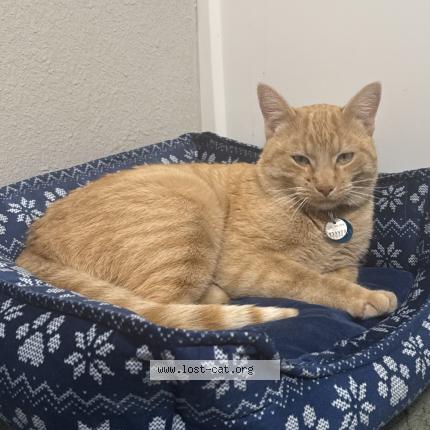 Photo 1/1 Goose Chat lost in Fort collins