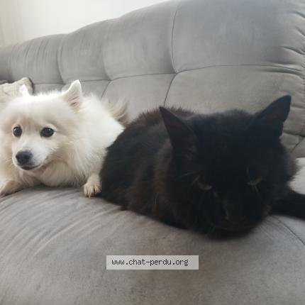 Photo 1/1 Logan Chat lost in Montbazon