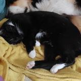 Picture of cat lost at Villez Sous Bailleul