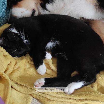 Photo 1/1 Sam Chat lost in Villez sous bailleul