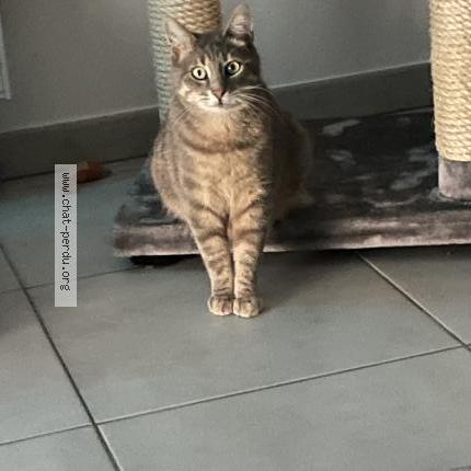 Photo 1/1 Biii Chat lost in Toulouse