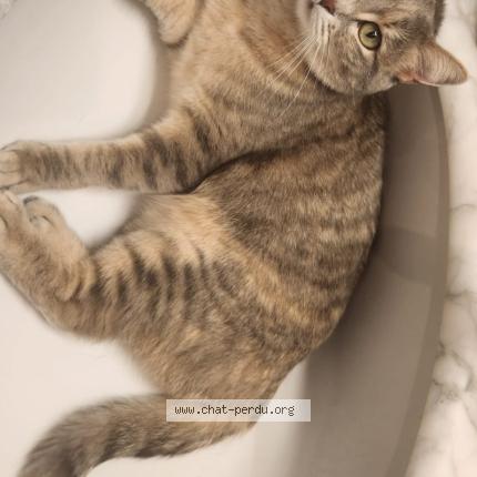 Photo 1/1 Pearl Chat lost in Mannens