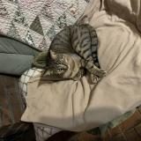 Picture of cat lost at Ancerville Ou Rupt Aux Ninains