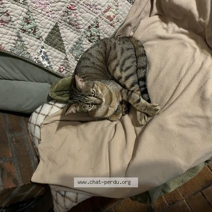 Photo 1/1 Disko Chat lost in Ancerville ou rupt aux ninains