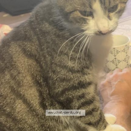 Photo 1/1 Ange Chat lost in Gabarnac