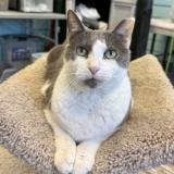 Picture of cat lost at Jacksonville