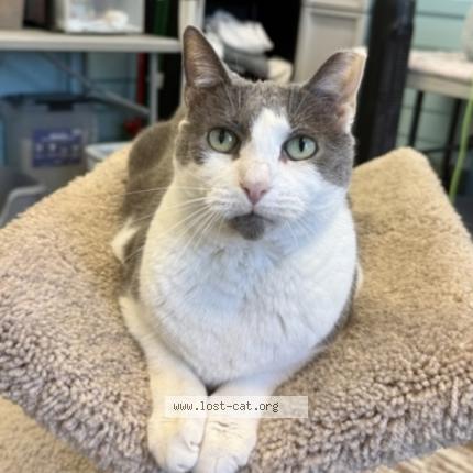 Photo 1/1 Graham Chat lost in Jacksonville